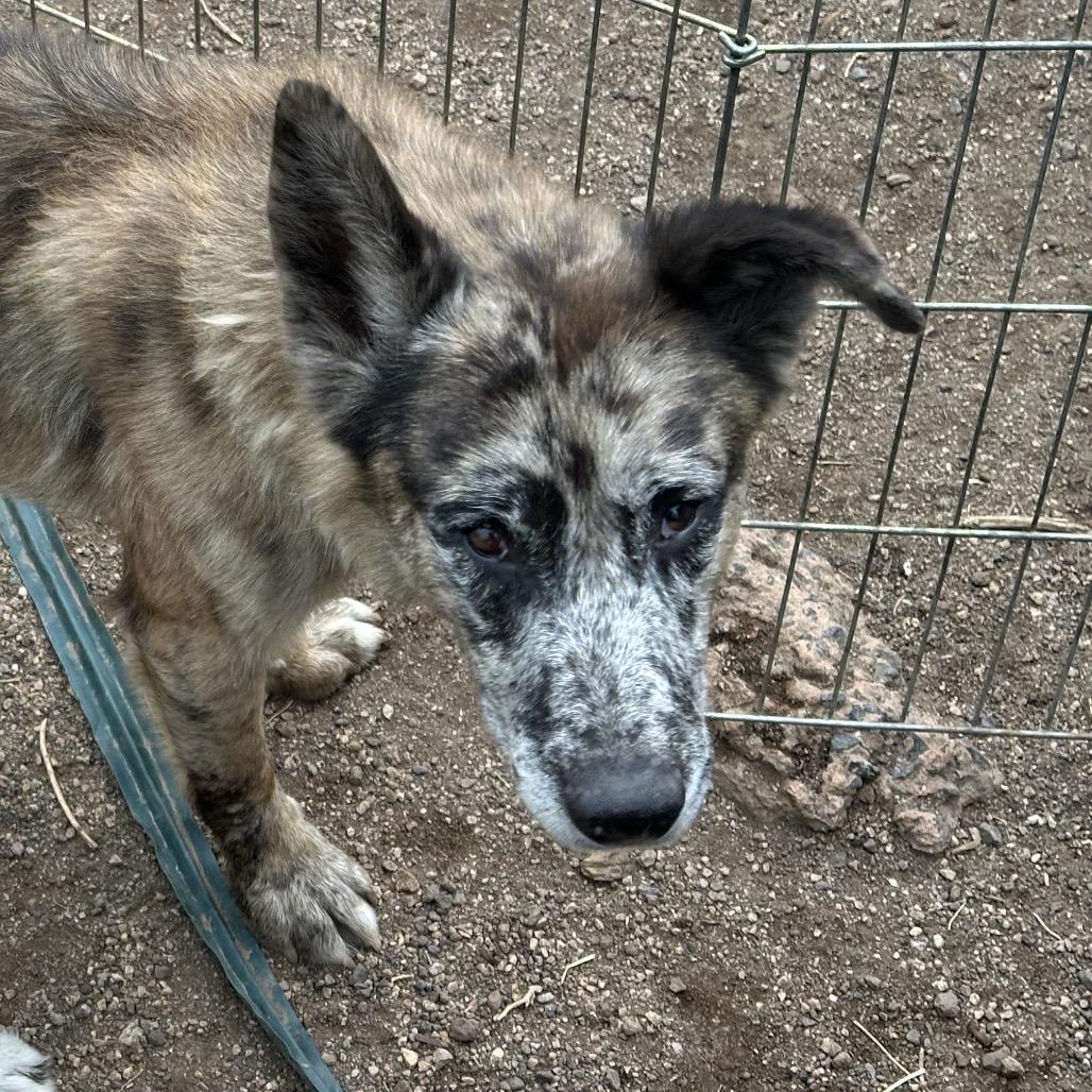 Jasper, Adoptable, Adult Male Mixed Breed.