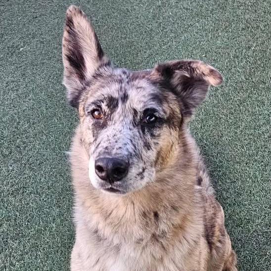 Jasper, a Adoptable Mixed Breed in Flagstaff, AZ image 3/6