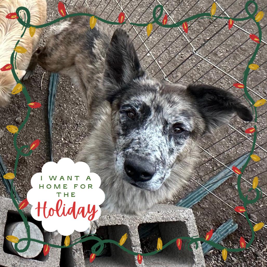 Jasper, a Adoptable Mixed Breed in Flagstaff, AZ image 2/3