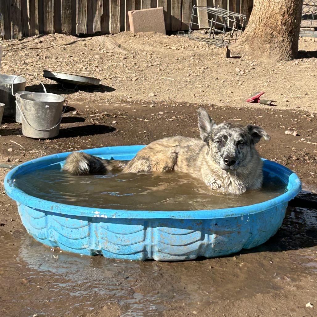 Enlarge Jasper, a Adoptable Mixed Breed in Flagstaff, AZ image 3/6