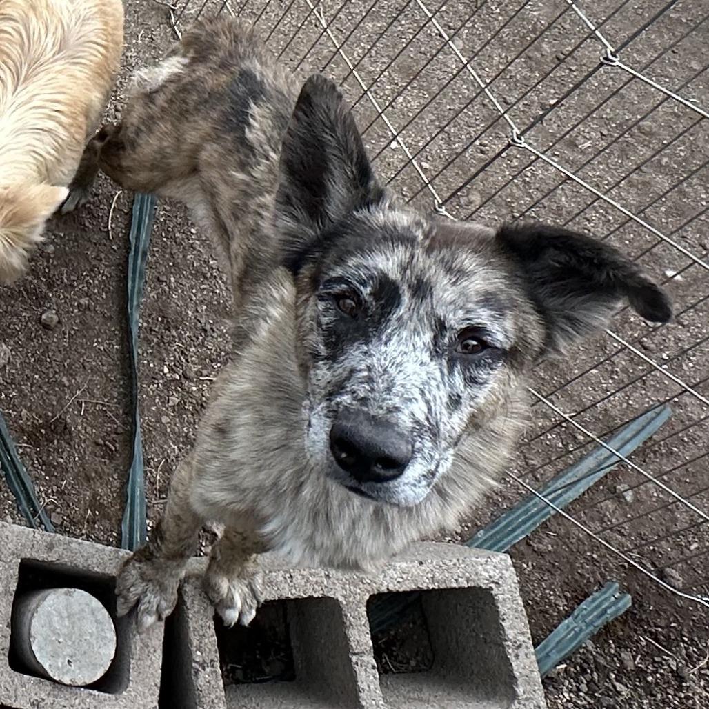 Jasper, a Adoptable Mixed Breed in Flagstaff, AZ image 3/3