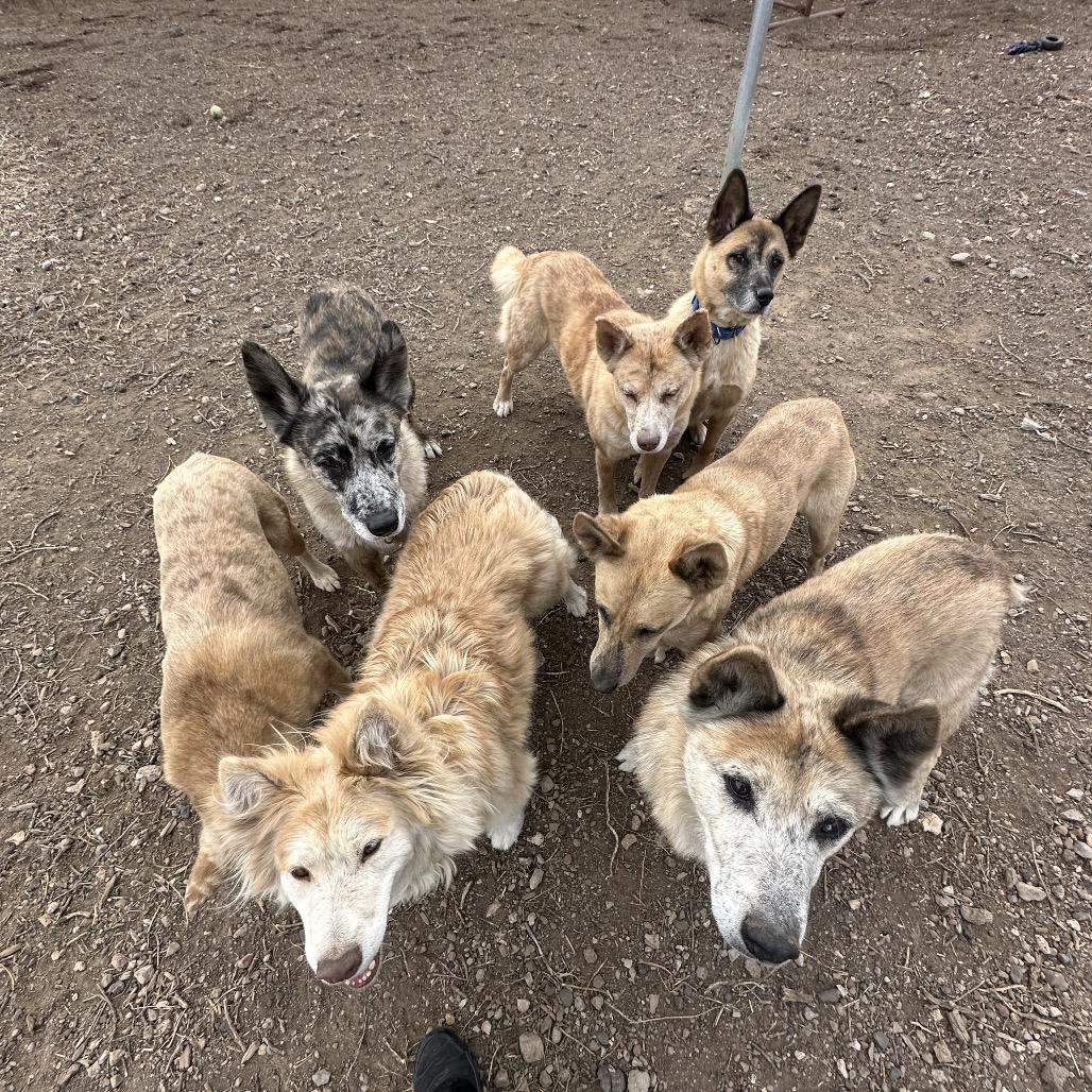 Enlarge Jasper, a Adoptable Mixed Breed in Flagstaff, AZ image 5/6