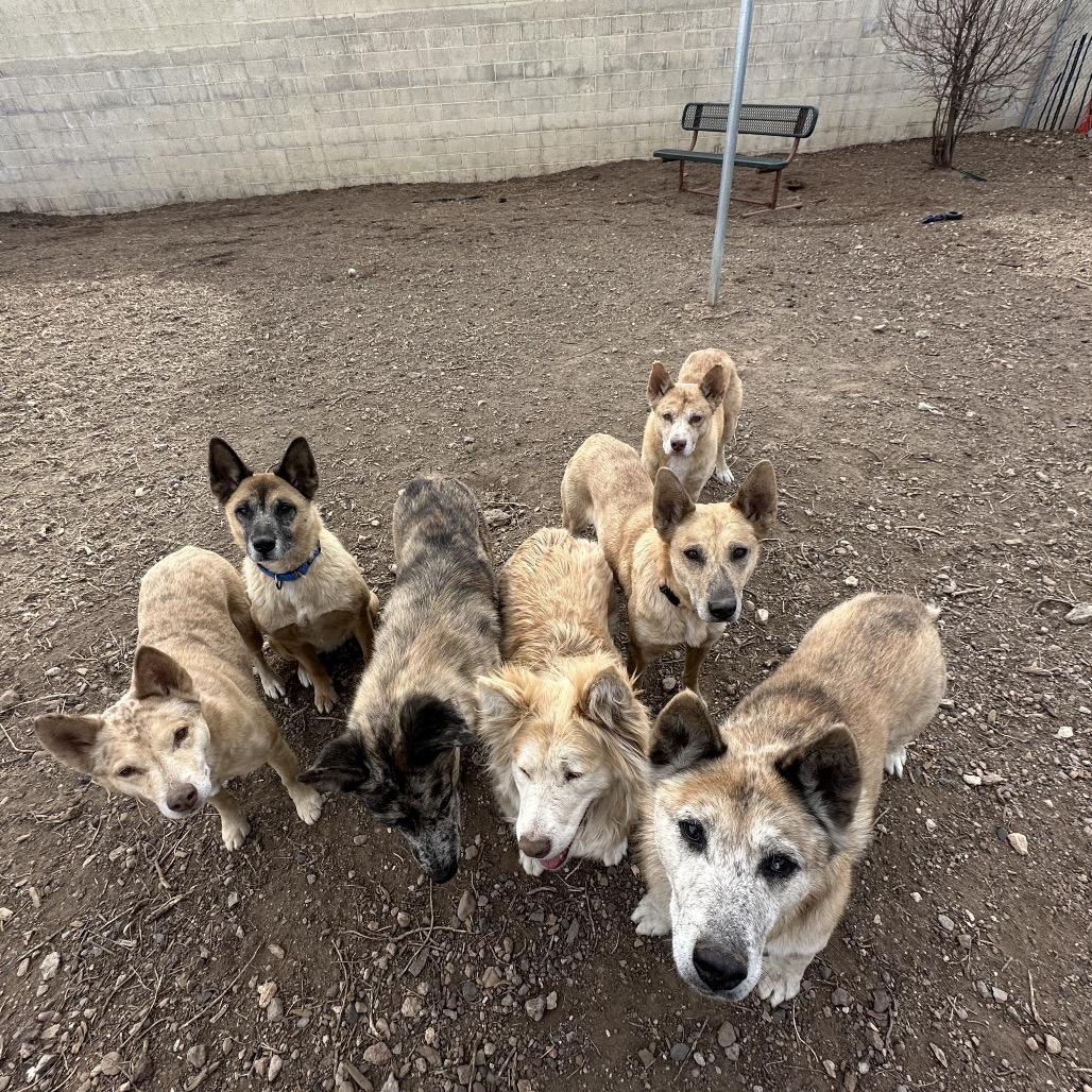 Enlarge Jasper, a Adoptable Mixed Breed in Flagstaff, AZ image 6/6