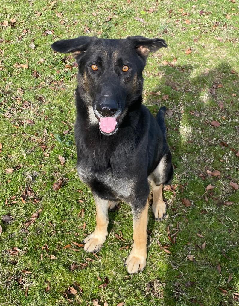 Enlarge Awesome, a Adoptable Shepherd in Little Rock, AR image 1/1