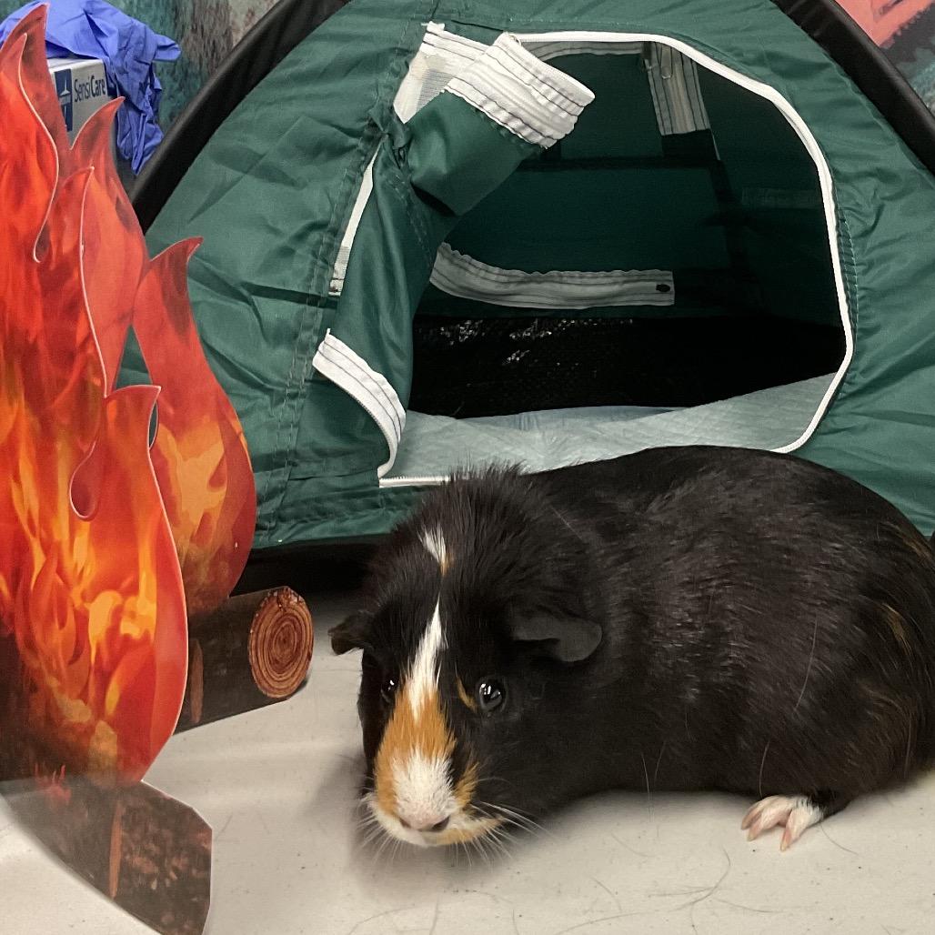 Emmitt, Adoptable, Adult Male Guinea Pig.