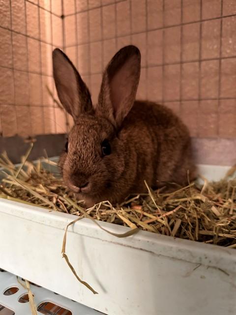 Enlarge BARNEY, a Adoptable Bunny Rabbit in Santa Maria, CA image 1/1