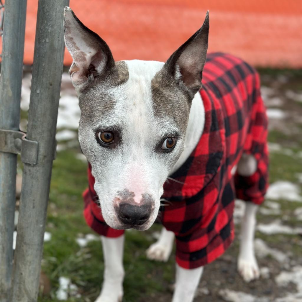 Enlarge Duke of Woofton, a Adoptable mixed breed in Spokane, WA image 2/6