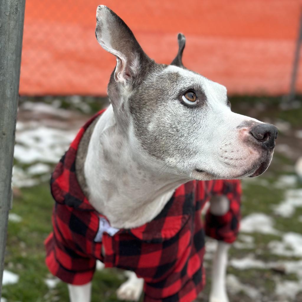 Enlarge Duke of Woofton, a Adoptable mixed breed in Spokane, WA image 5/6