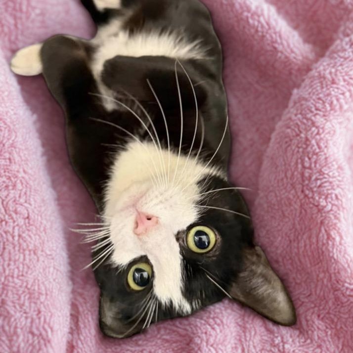 Enlarge Nancy, a ADOPTABLE Tuxedo in Blanch, NC image 1/6