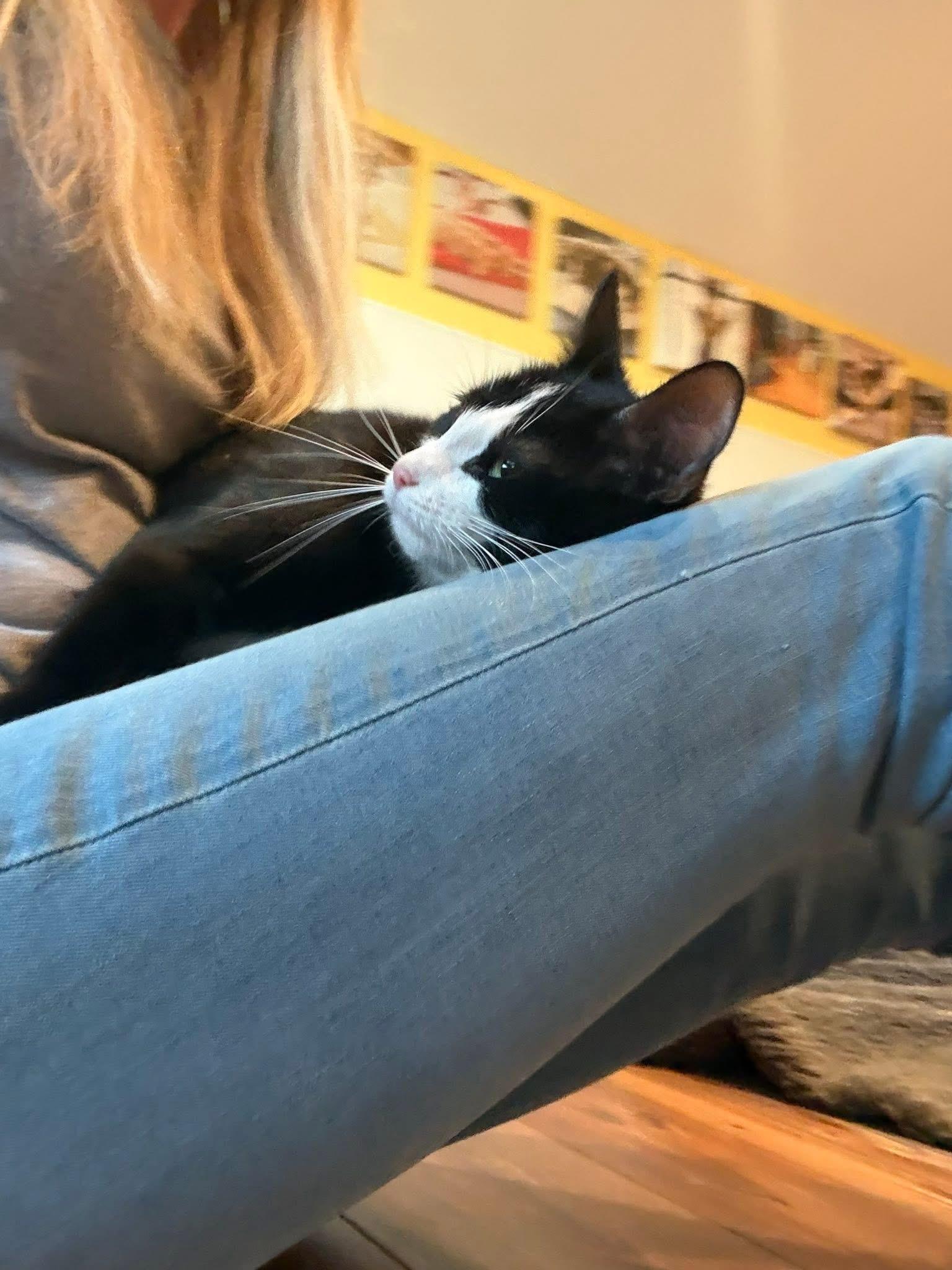 Enlarge Nancy, a ADOPTABLE Tuxedo in Blanch, NC image 3/6