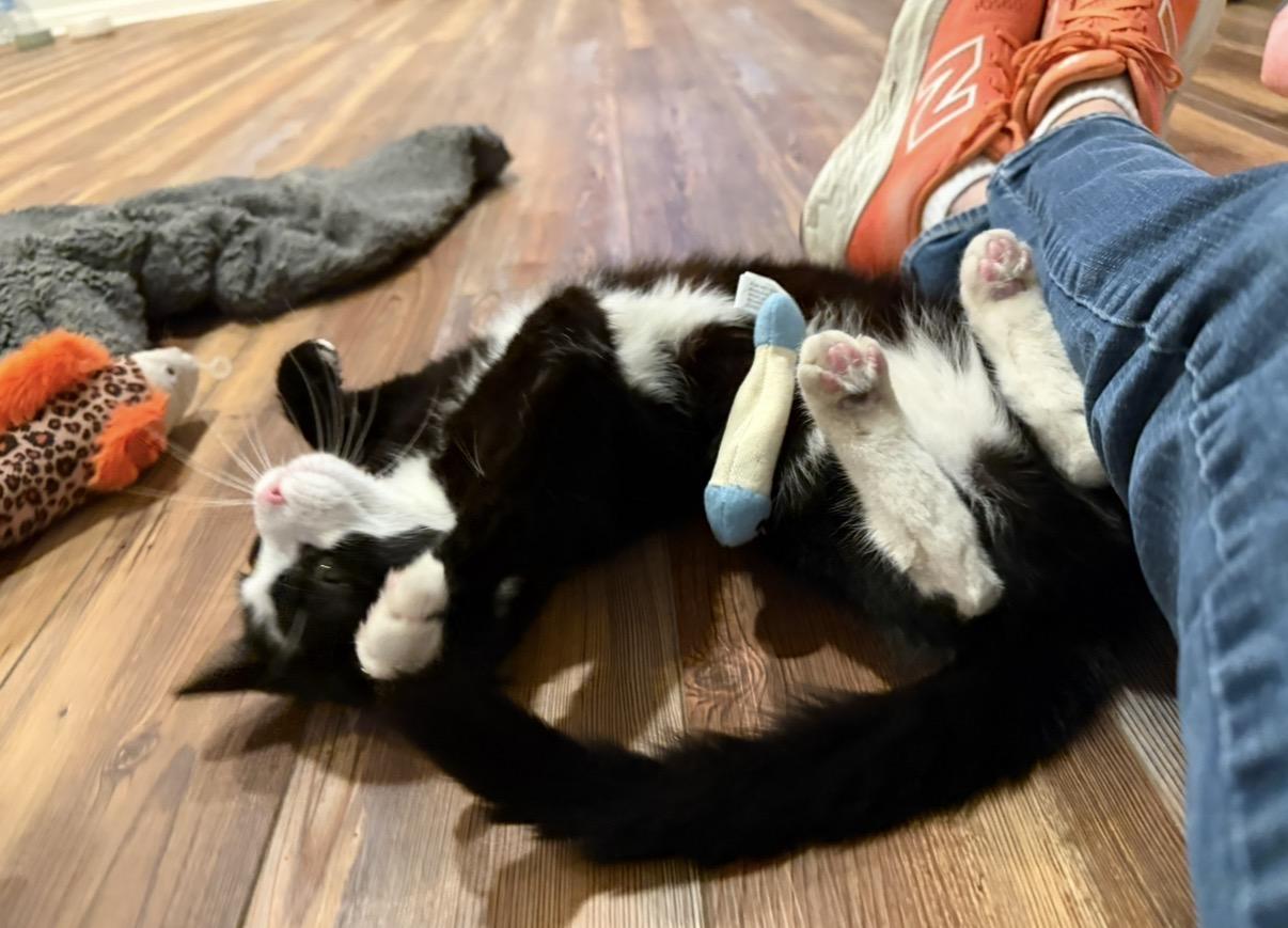 Enlarge Nancy, a ADOPTABLE Tuxedo in Blanch, NC image 6/6