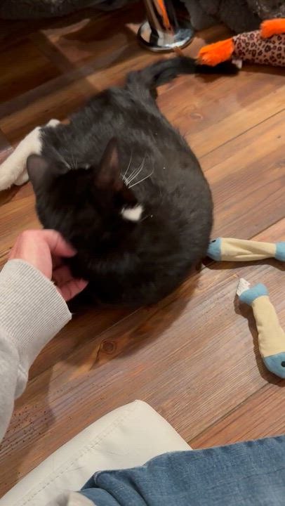 Enlarge Nancy, a ADOPTABLE Tuxedo in Blanch, NC video 4/6