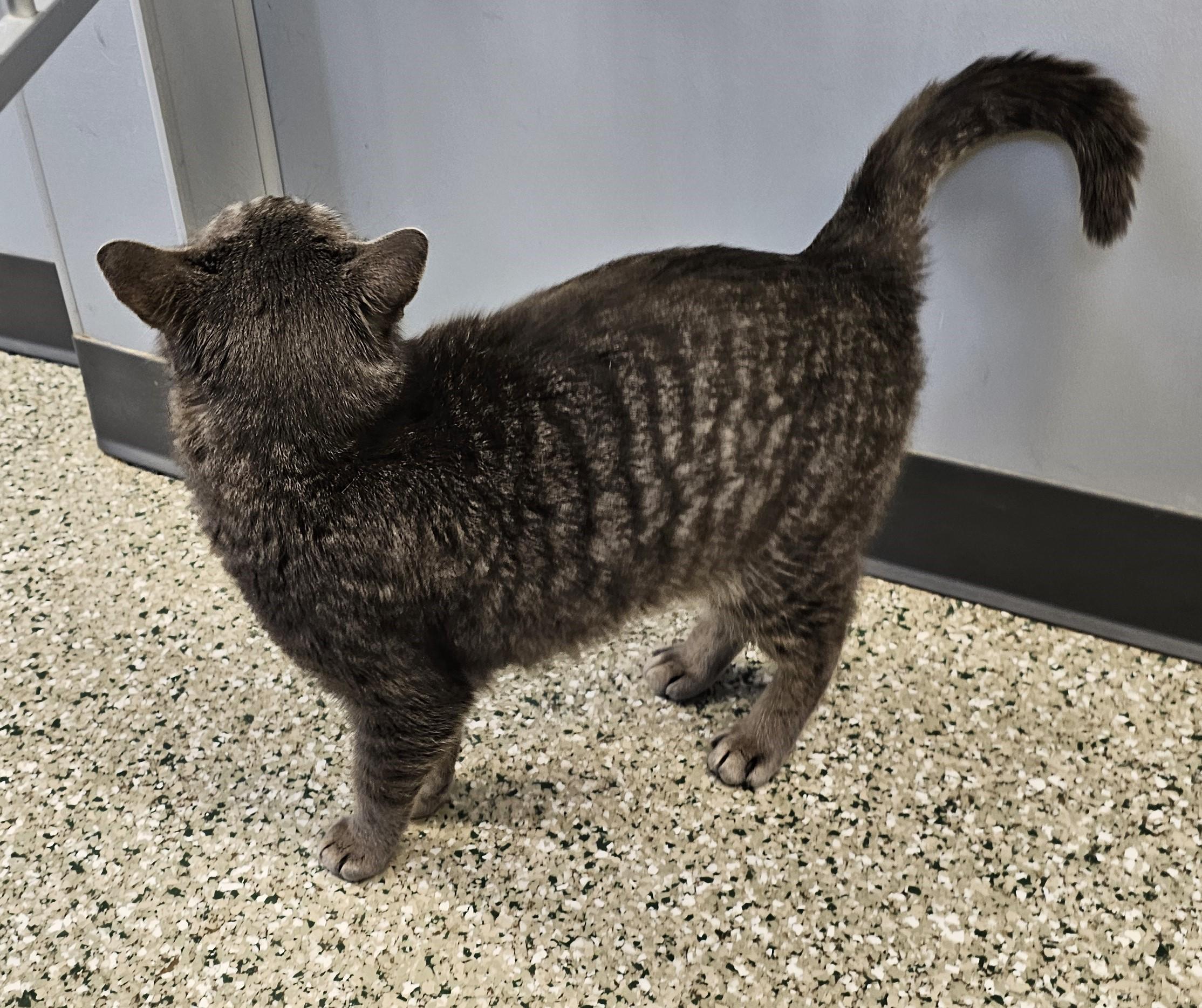 Enlarge Chow Chow, a ADOPTABLE Domestic Short Hair in Cedar Rapids, IA image 4/5