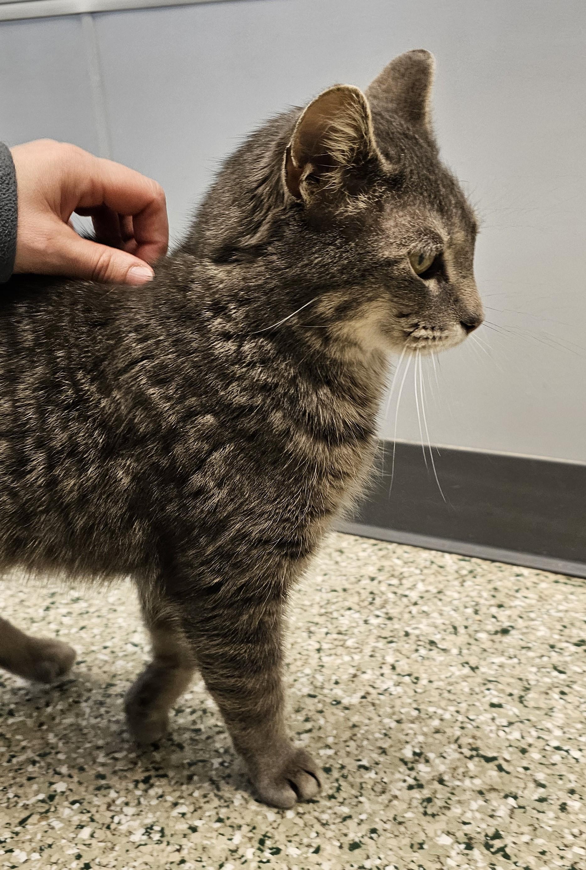 Enlarge Chow Chow, a ADOPTABLE Domestic Short Hair in Cedar Rapids, IA image 3/5