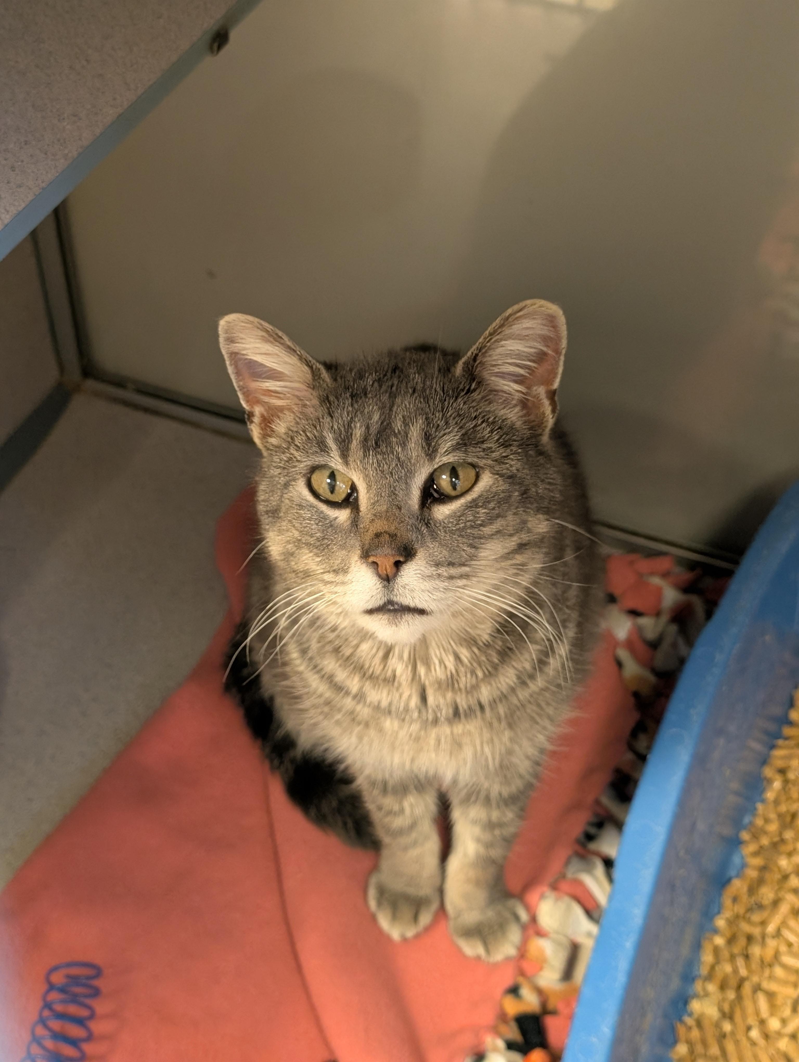 Enlarge Chow Chow, a ADOPTABLE Domestic Short Hair in Cedar Rapids, IA image 1/5