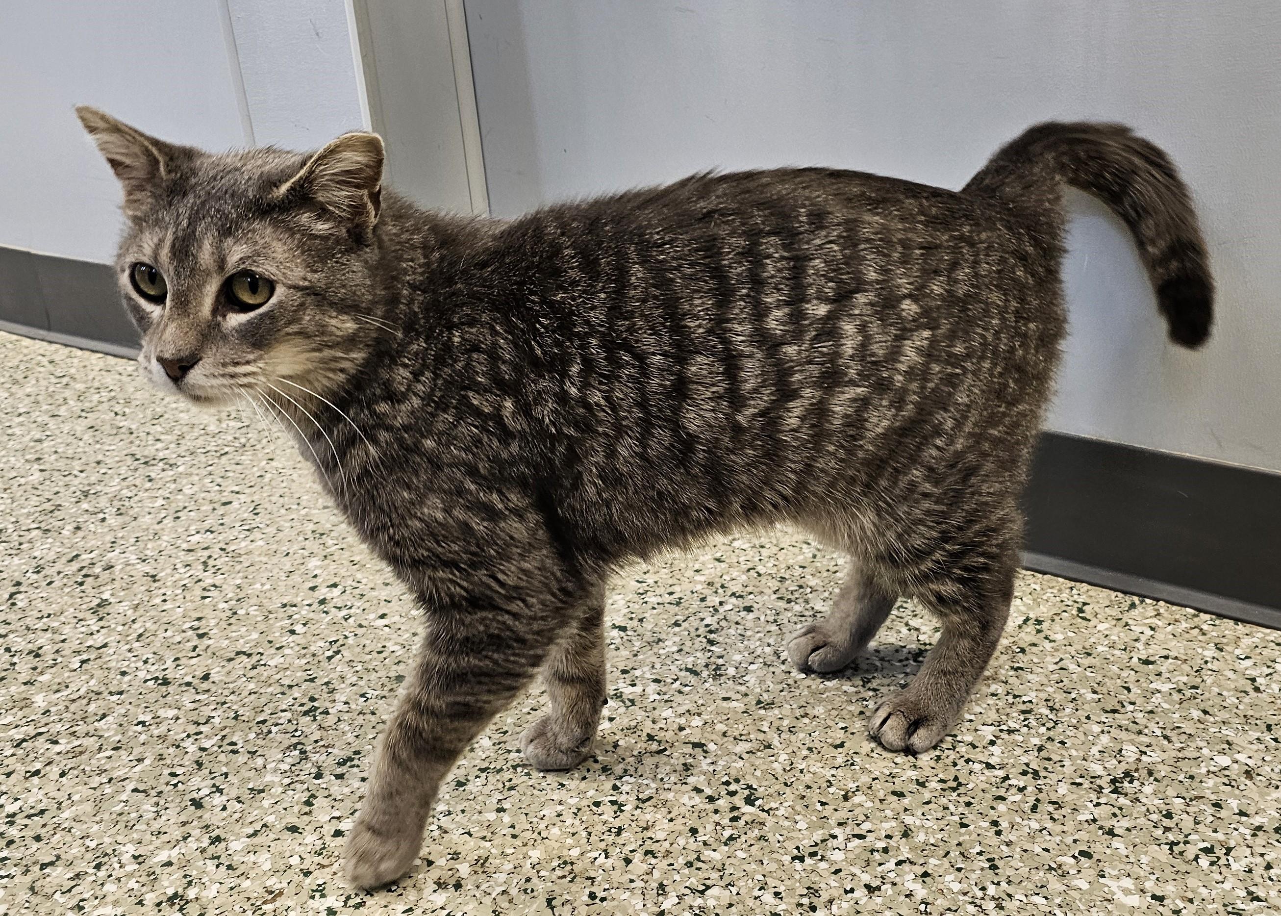 Enlarge Chow Chow, a ADOPTABLE Domestic Short Hair in Cedar Rapids, IA image 5/5