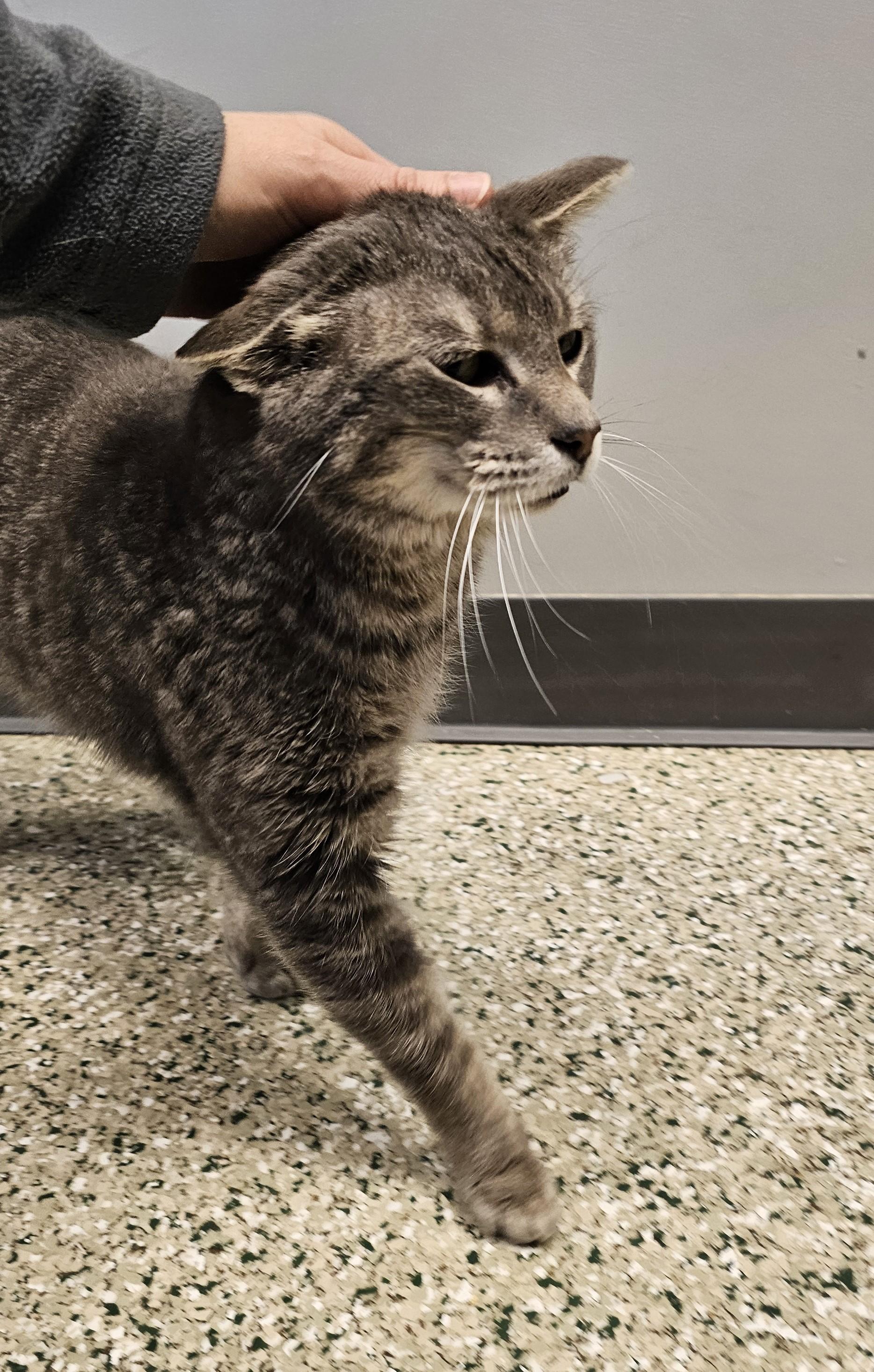 Enlarge Chow Chow, a ADOPTABLE Domestic Short Hair in Cedar Rapids, IA image 2/5
