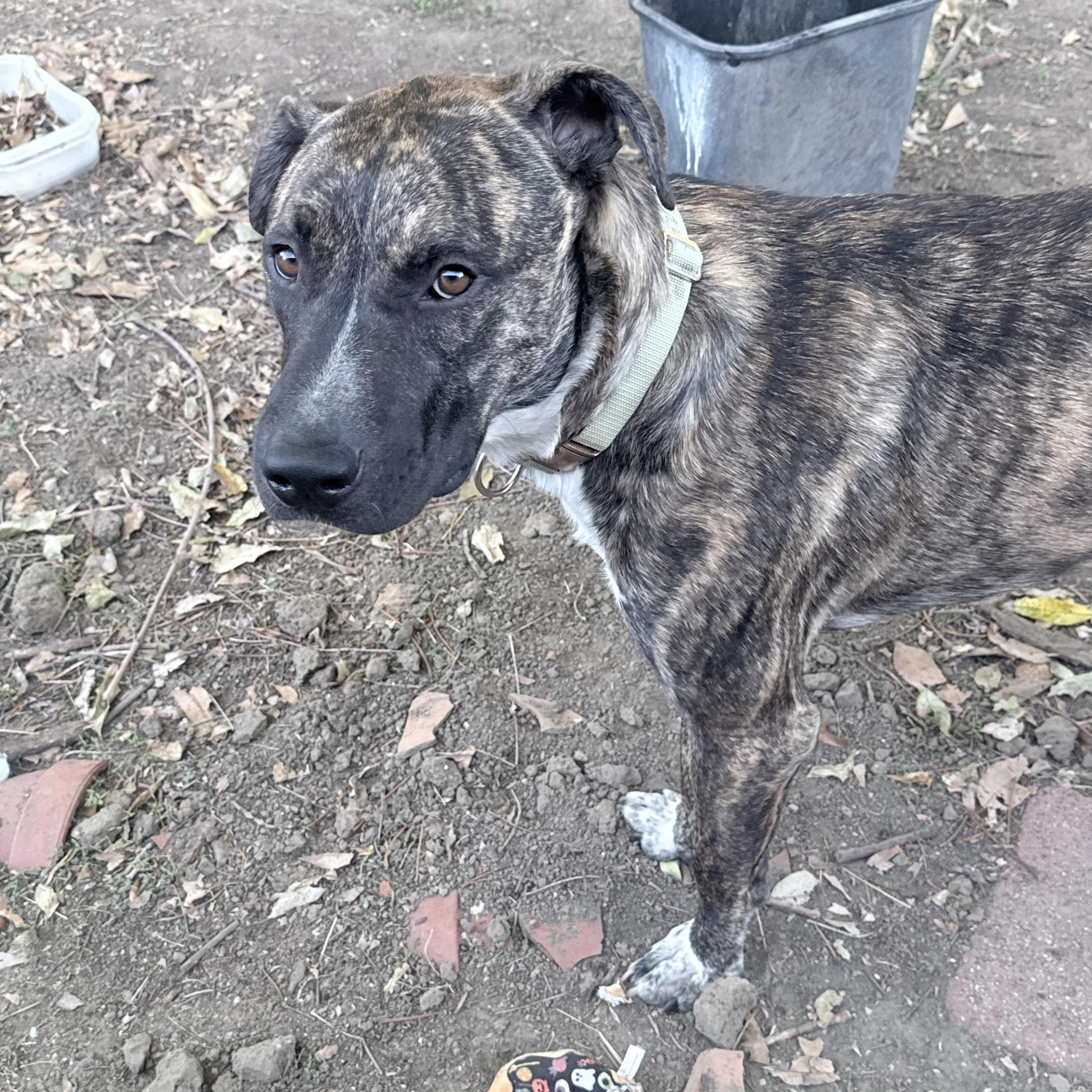 Willy, Adoptable, Young Male Catahoula Leopard Dog.