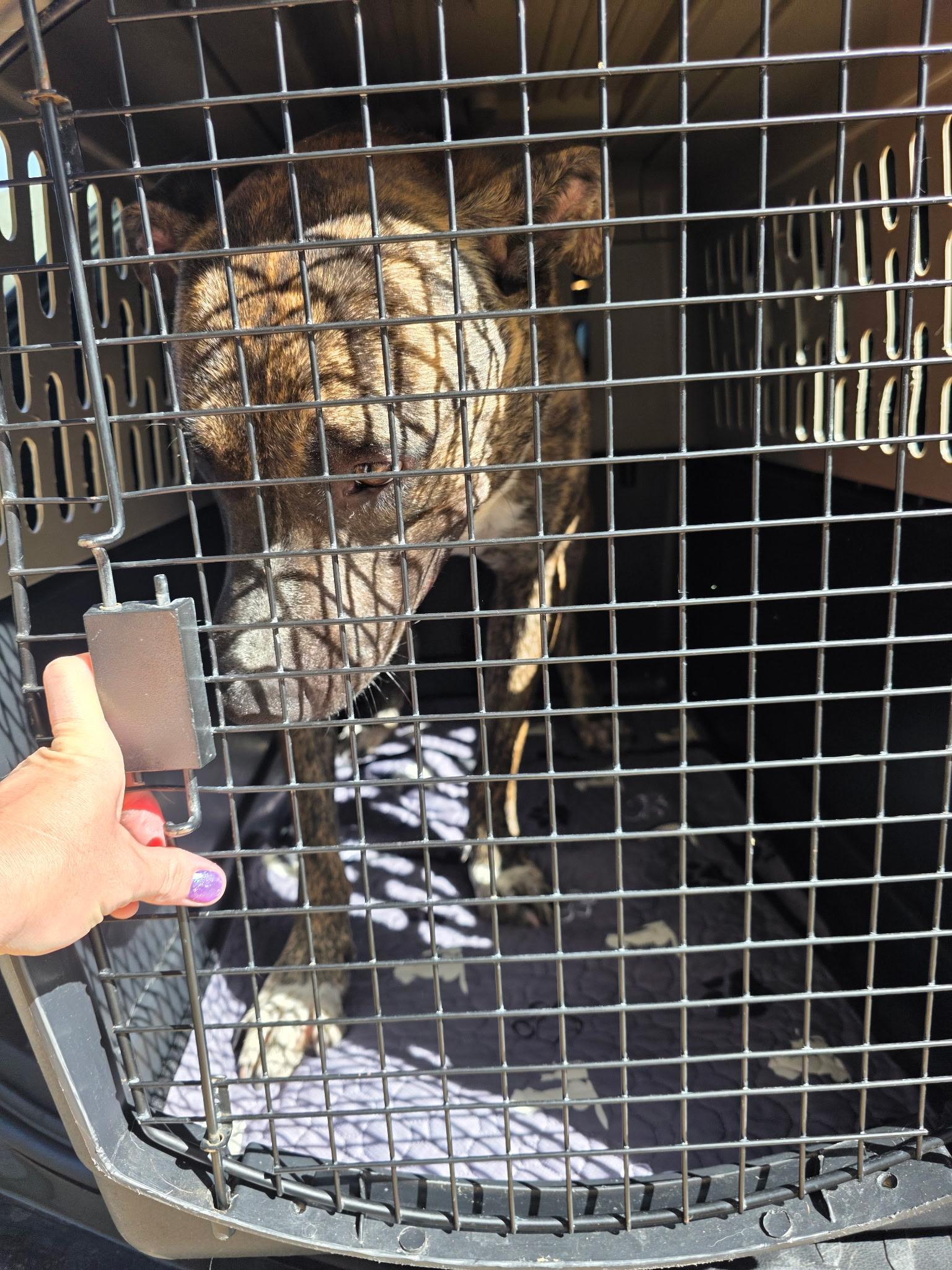Enlarge Willy, a Adoptable mixed breed in Simi Valley, CA image 2/3