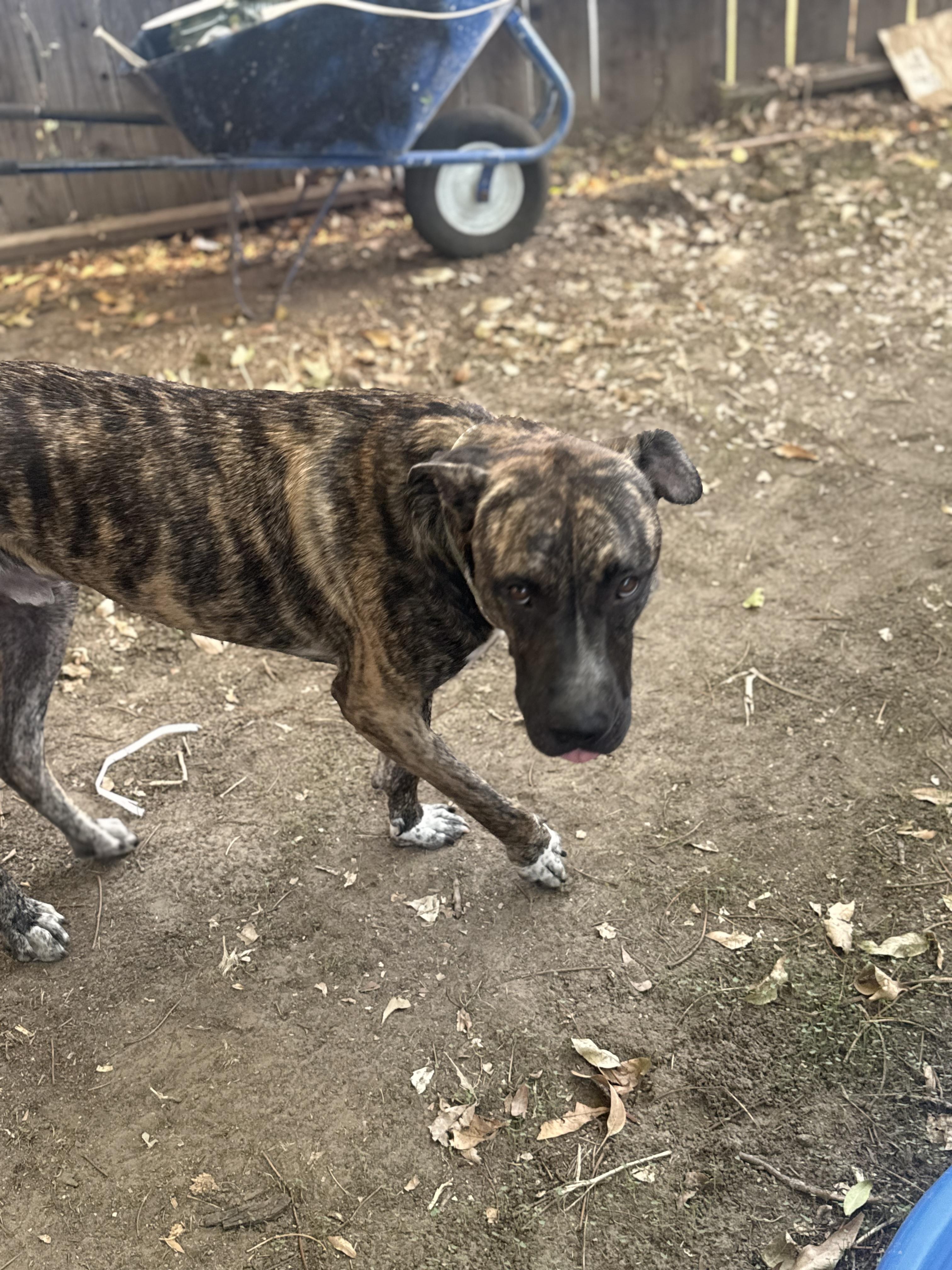 Enlarge Willy, a Adoptable mixed breed in Simi Valley, CA image 3/3