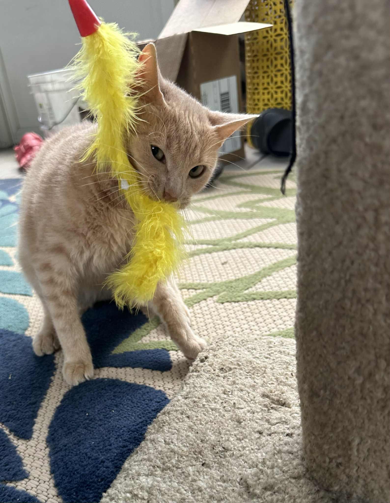 NEYLAND, a Adoptable mixed breed in Cookeville, TN image 4/6