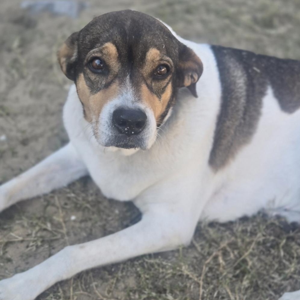Enlarge Rainbow, a Adoptable mixed breed in Orlando, FL image 1/6
