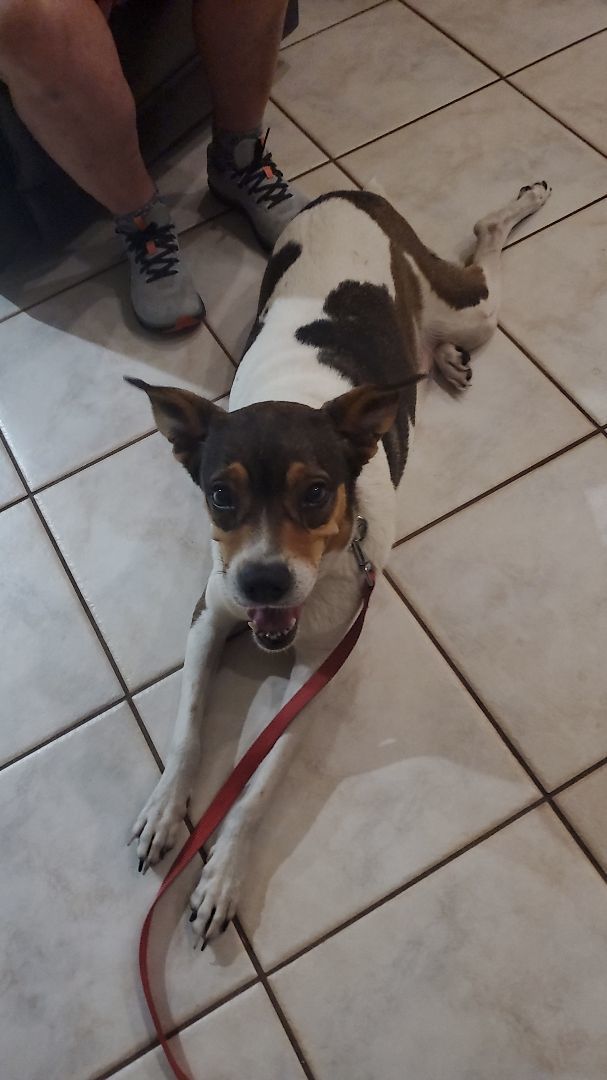 Enlarge Rainbow, a Adoptable mixed breed in Orlando, FL image 6/6