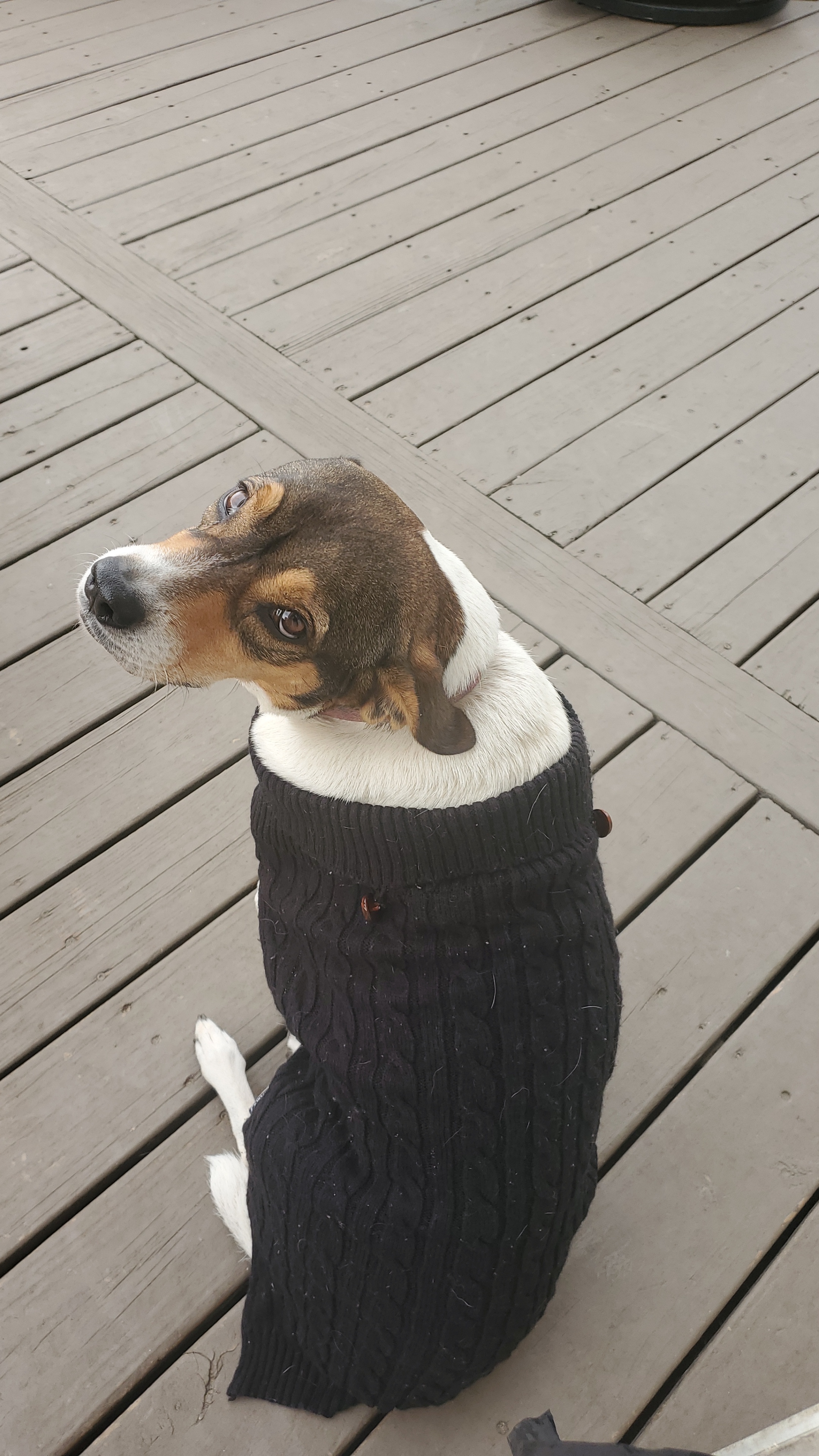 Enlarge Rainbow, a Adoptable mixed breed in Orlando, FL image 3/6