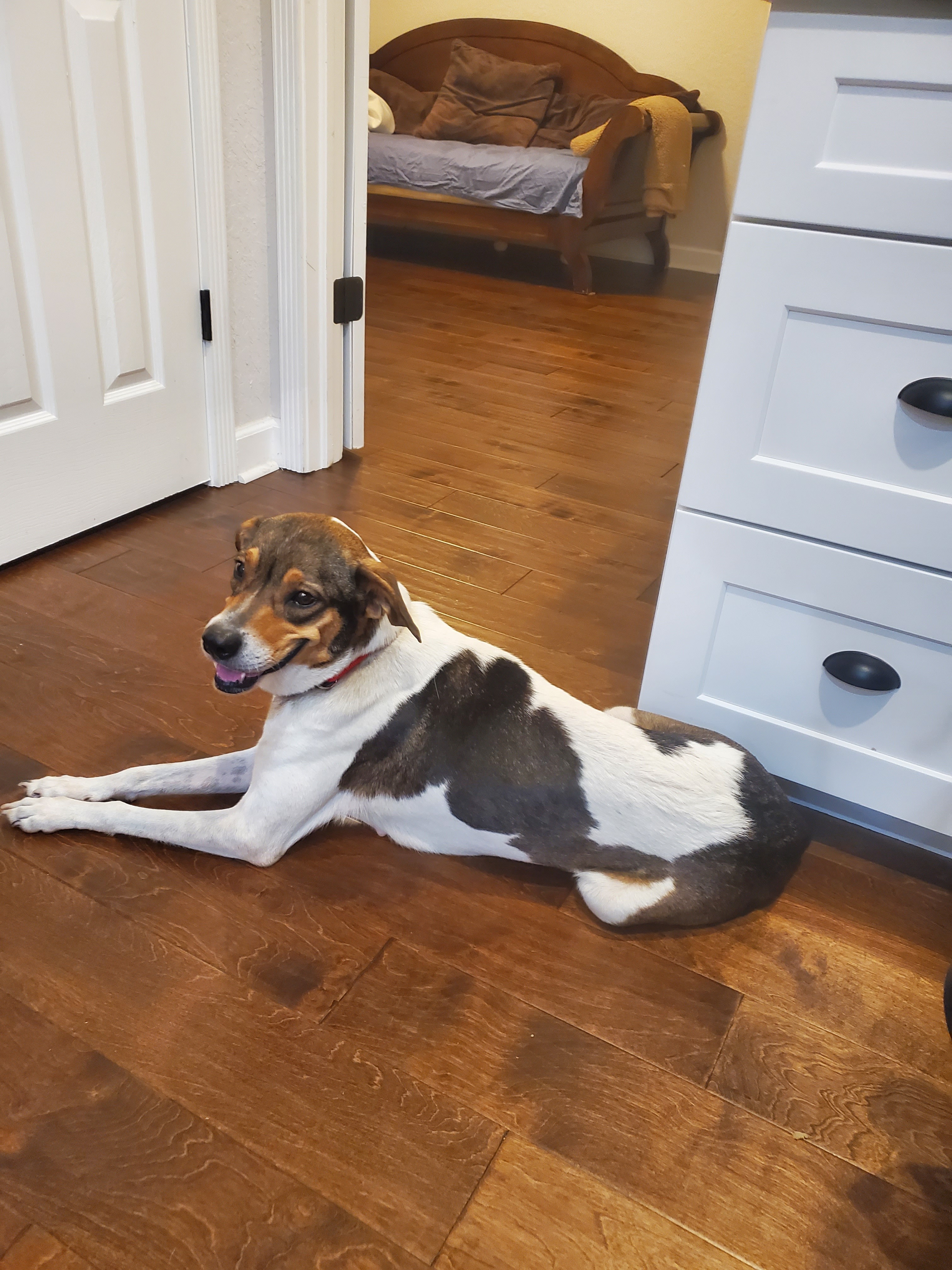 Enlarge Rainbow, a Adoptable mixed breed in Orlando, FL image 5/6