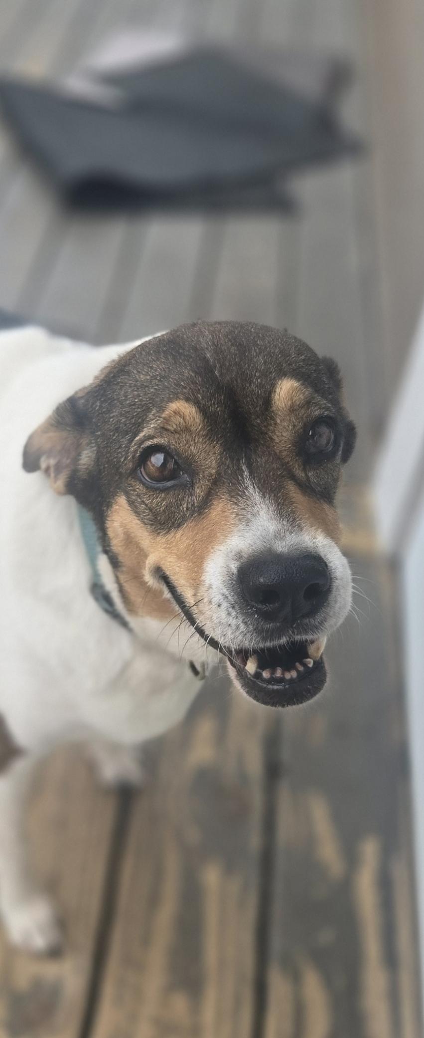 Rainbow, Adoptable, Adult Female Beagle & Cattle Dog.