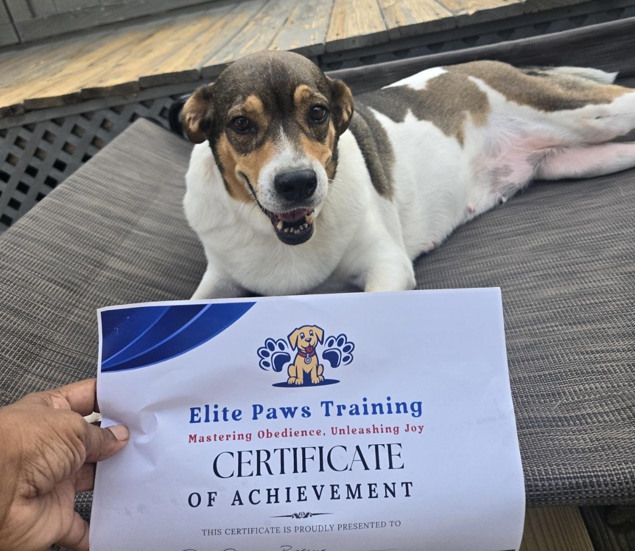 Rainbow, an adoptable Beagle, Cattle Dog in Orlando, FL, 32861 | Photo Image 3