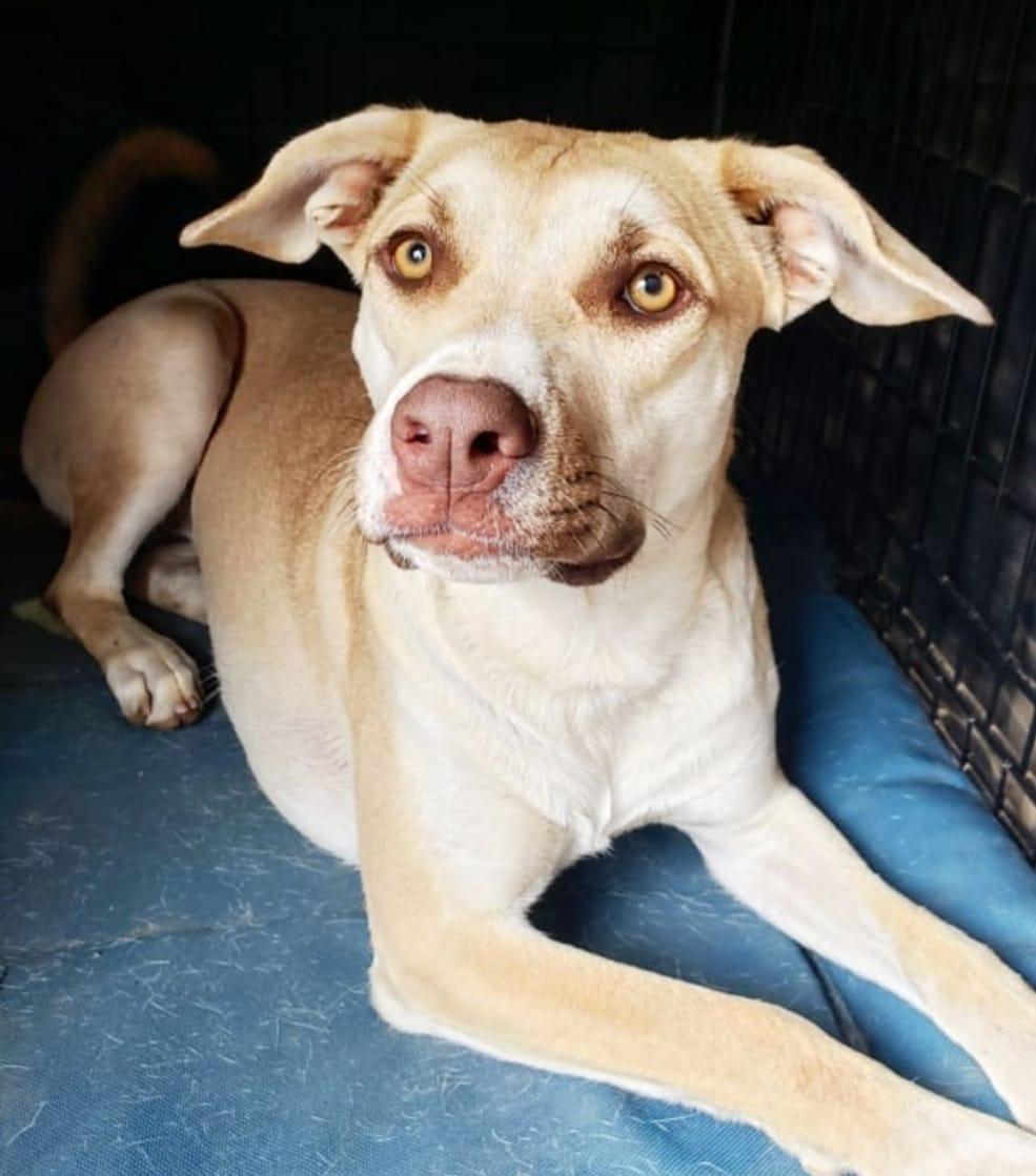 Enlarge Honey Pie, a Adoptable mixed breed in Corona, CA image 2/3