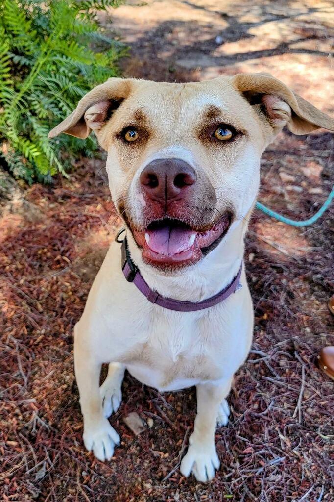 Enlarge Honey Pie, a Adoptable mixed breed in Corona, CA image 3/3