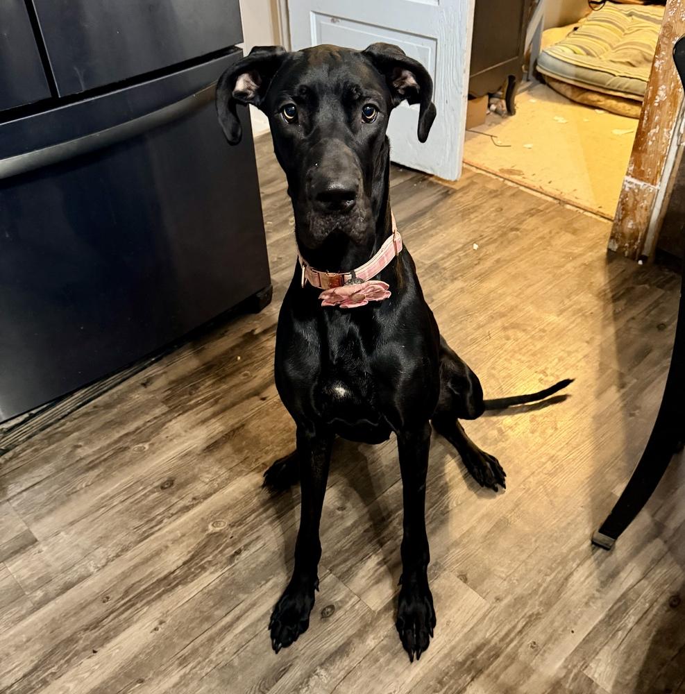 Enlarge Roo (26-025), a Adoptable Great Dane in Eagan, MN image 1/5