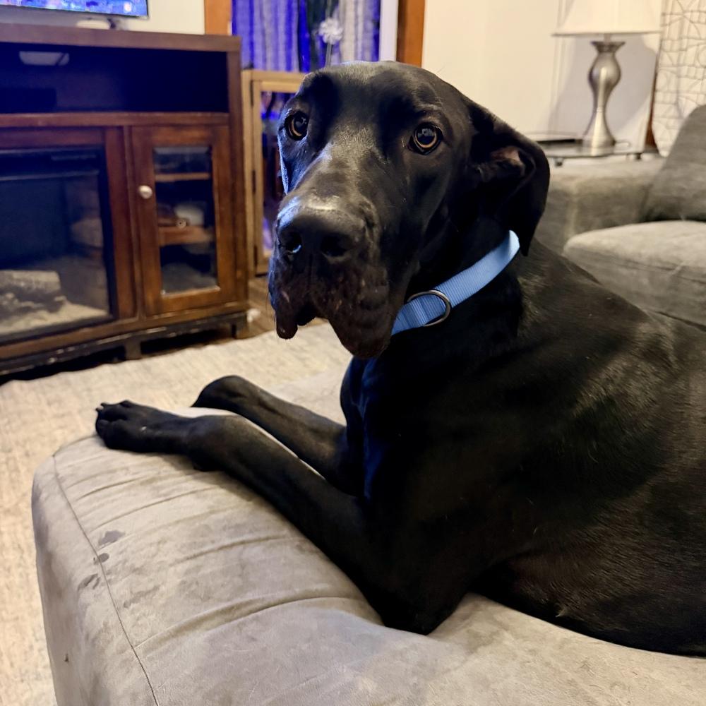 Enlarge Roo (26-025), a Adoptable Great Dane in Eagan, MN image 2/5