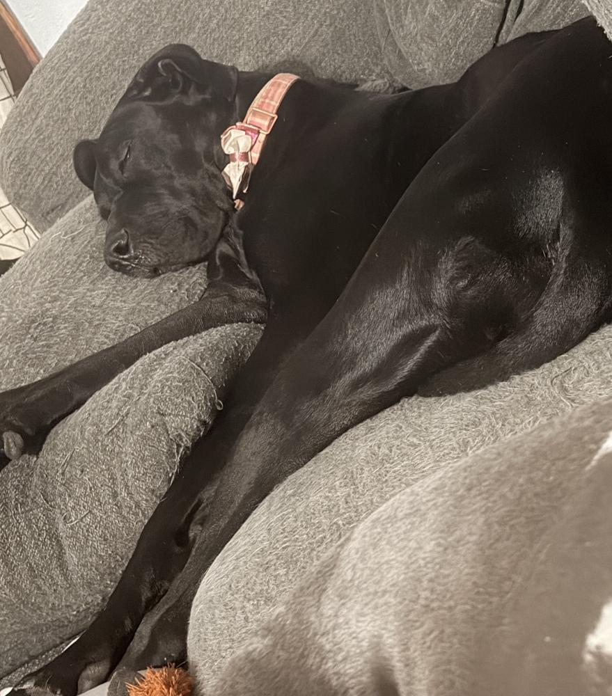 Enlarge Roo (26-025), a Adoptable Great Dane in Eagan, MN image 3/5