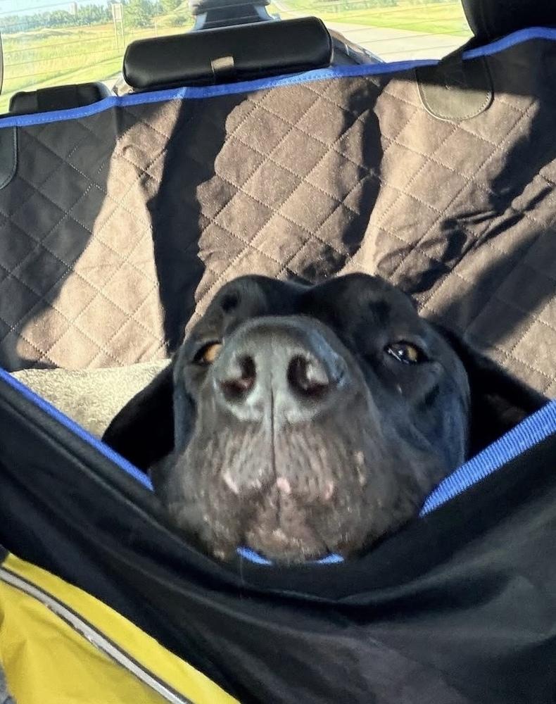Enlarge Roo (26-025), a Adoptable Great Dane in Eagan, MN image 4/5