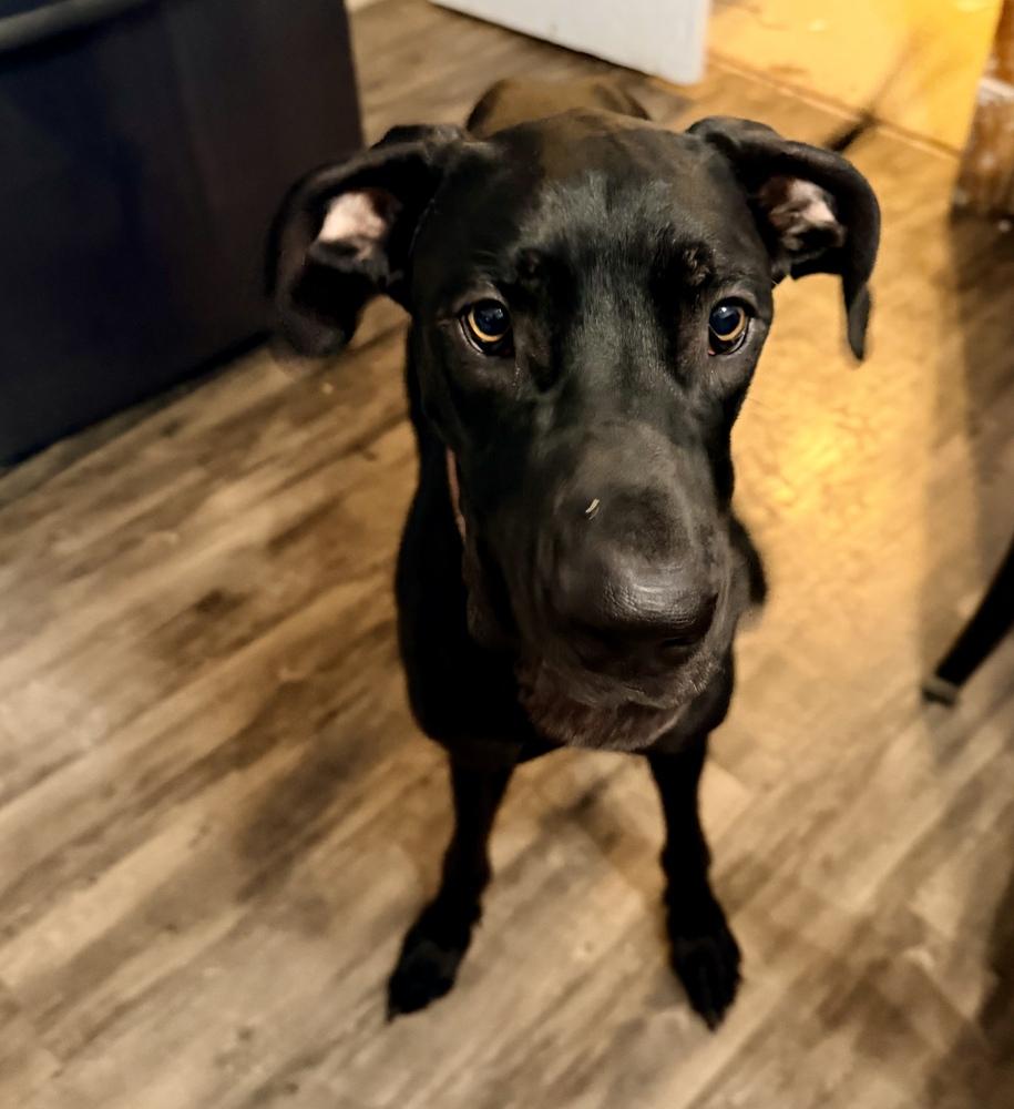 Enlarge Roo (26-025), a Adoptable Great Dane in Eagan, MN image 5/5