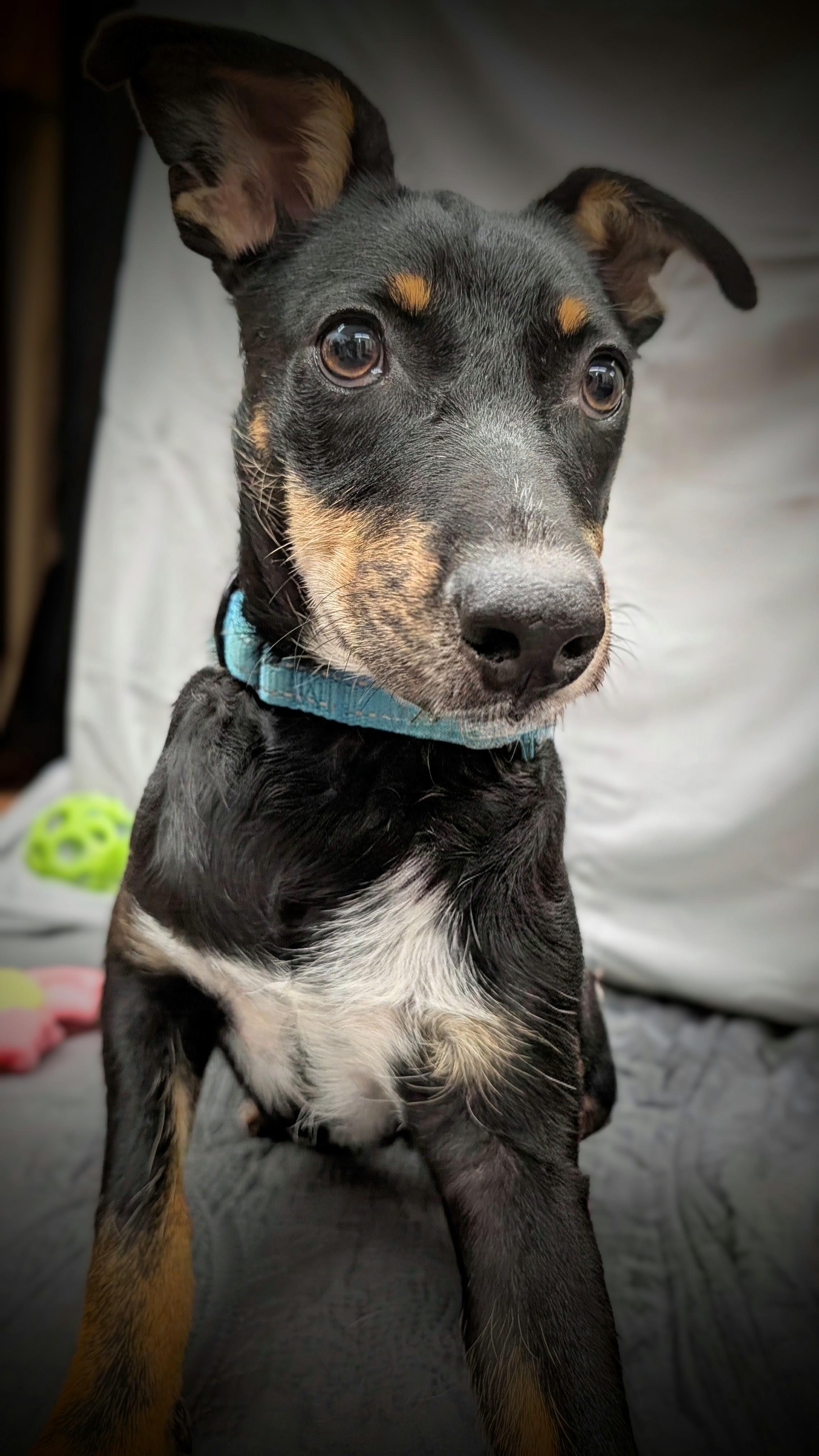 Enlarge Fred, a Adoptable Mixed Breed in Mauston, WI image 1/1