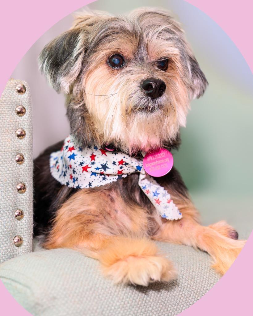 Bailey’s, Adoptable, Senior Female Yorkshire Terrier & Shih Tzu.