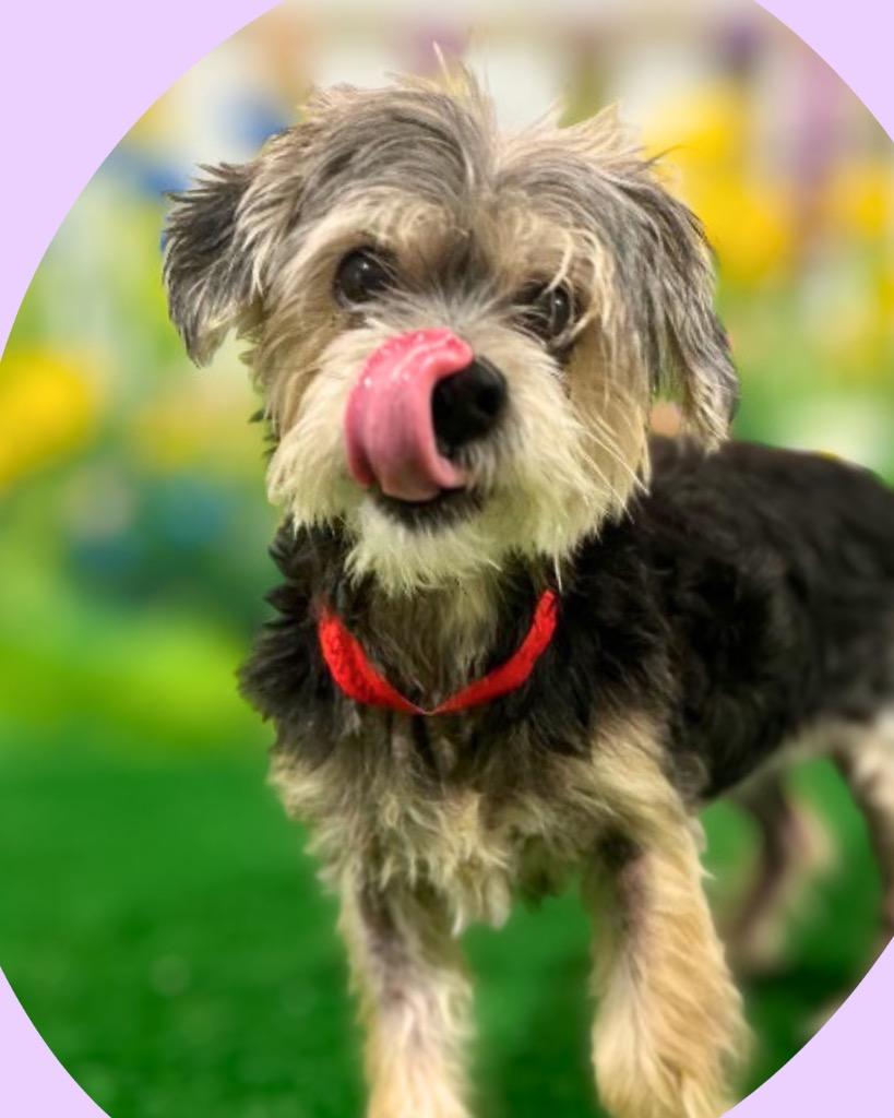 Bailey’s, Adoptable, Senior Female Yorkshire Terrier & Maltese.