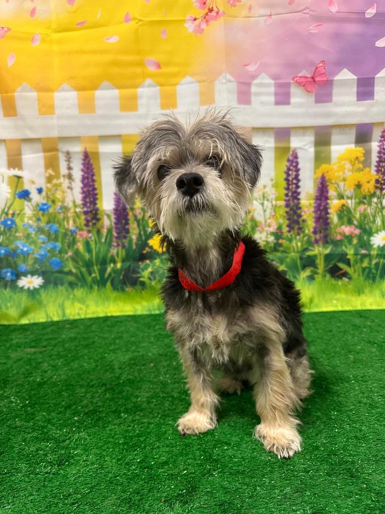 Enlarge Bailey’s, a Adoptable mixed breed in Bryan, TX image 2/6