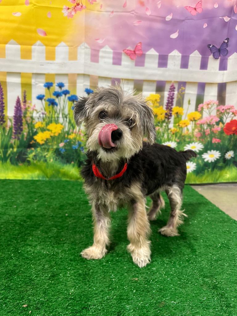 Enlarge Bailey’s, a Adoptable mixed breed in Bryan, TX image 4/6