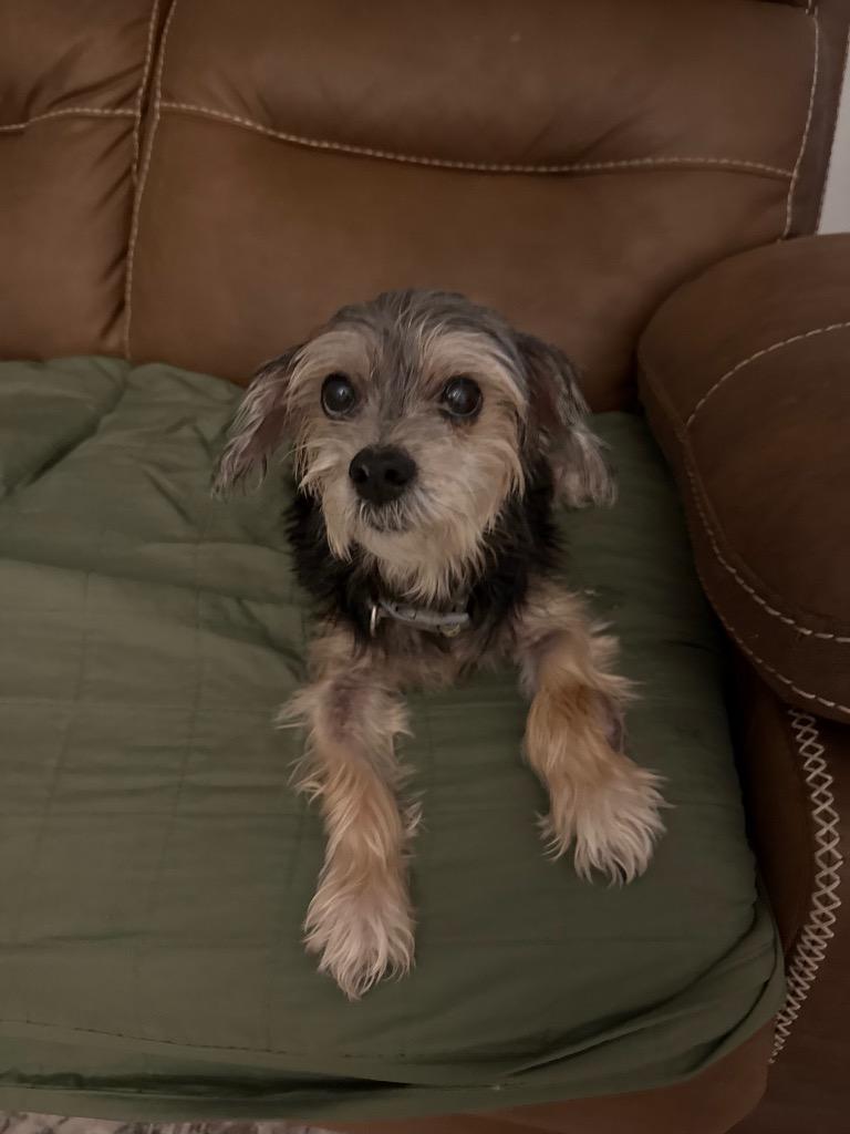 Enlarge Bailey’s, a Adoptable mixed breed in Bryan, TX image 5/6