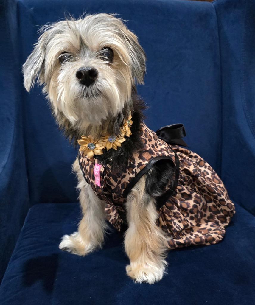 Enlarge Bailey’s, a Adoptable mixed breed in Bryan, TX image 6/6