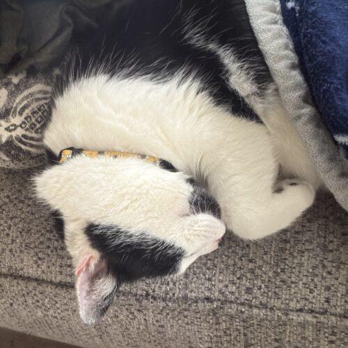 Enlarge Brody, a Adoptable Domestic Short Hair in Seven Valleys, PA image 1/3