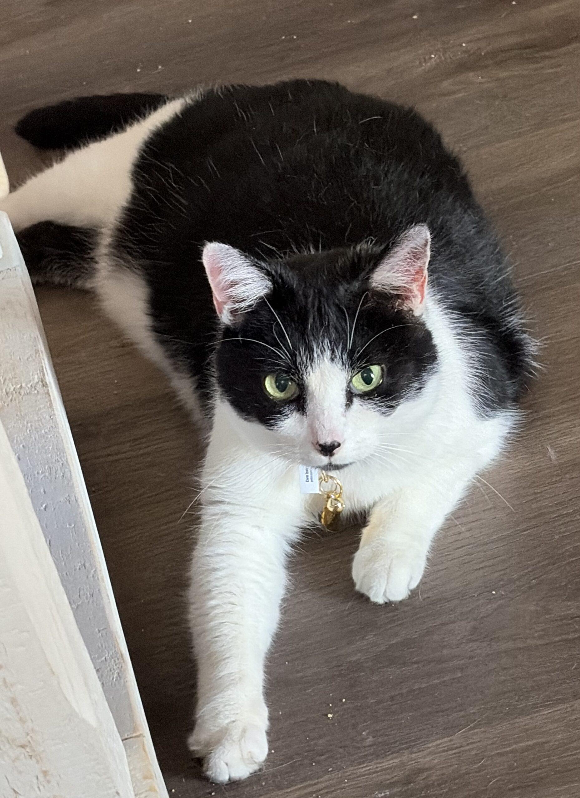 Brody, a Adoptable Domestic Short Hair in Seven Valleys, PA image 2/3