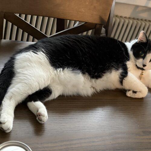 Enlarge Brody, a Adoptable Domestic Short Hair in Seven Valleys, PA image 3/3