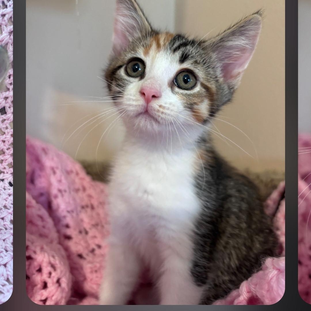 Comet, ADOPTABLE, Kitten Female Tabby & Calico.