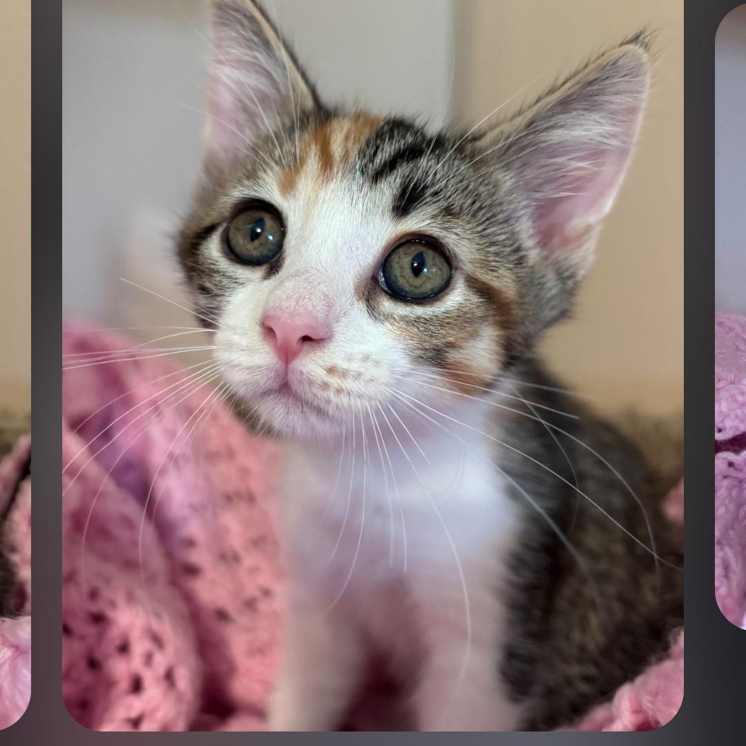 Enlarge Comet, a ADOPTABLE mixed breed in Wyandotte, MI image 3/3